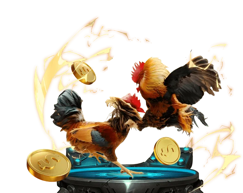 Hình ảnh chiến lược phân tích gà chiến trong đá gà trực tiếp 67